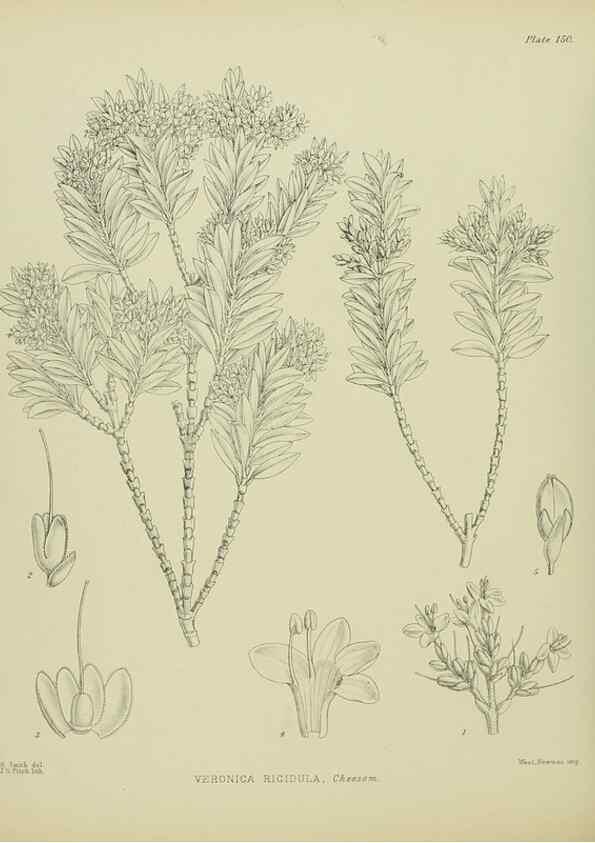 Reproducción/Reproduction 23947457515: Illustrations of the New Zealand flora /. Wellington :John Mackay, Govt. Printer,1914.