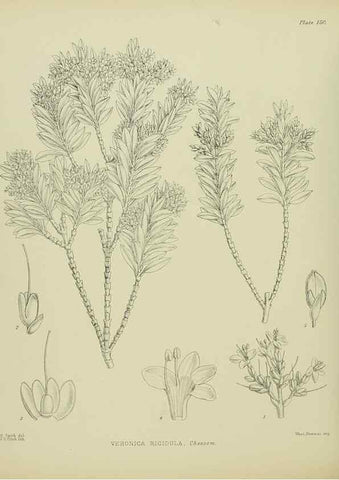 Reproducción/Reproduction 23947457515: Illustrations of the New Zealand flora /. Wellington :John Mackay, Govt. Printer,1914.