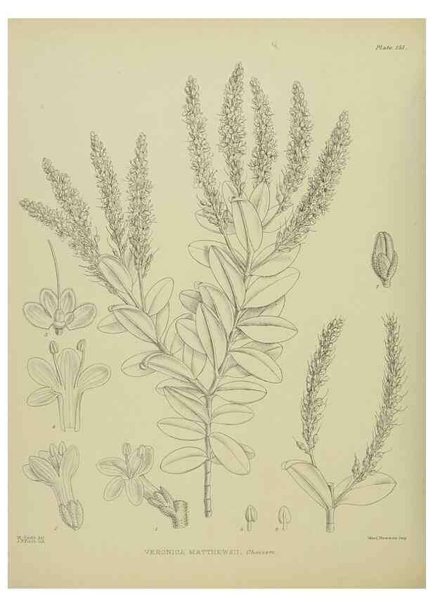 Reproducción/Reproduction 23864971051: Illustrations of the New Zealand flora /. Wellington :John Mackay, Govt. Printer,1914.