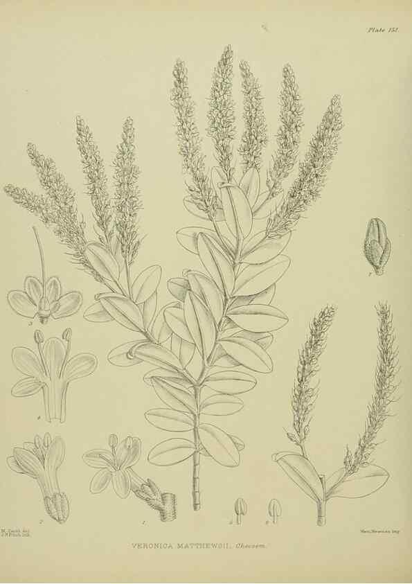 Reproducción/Reproduction 23864971051: Illustrations of the New Zealand flora /. Wellington :John Mackay, Govt. Printer,1914.