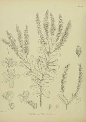 Reproducción/Reproduction 23864971051: Illustrations of the New Zealand flora /. Wellington :John Mackay, Govt. Printer,1914.