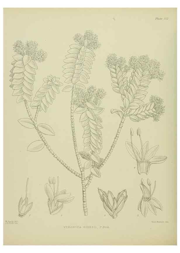 Reproducción/Reproduction 23921399976: Illustrations of the New Zealand flora /. Wellington :John Mackay, Govt. Printer,1914.
