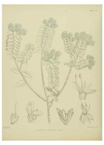 Reproducción/Reproduction 23921399976: Illustrations of the New Zealand flora /. Wellington :John Mackay, Govt. Printer,1914.