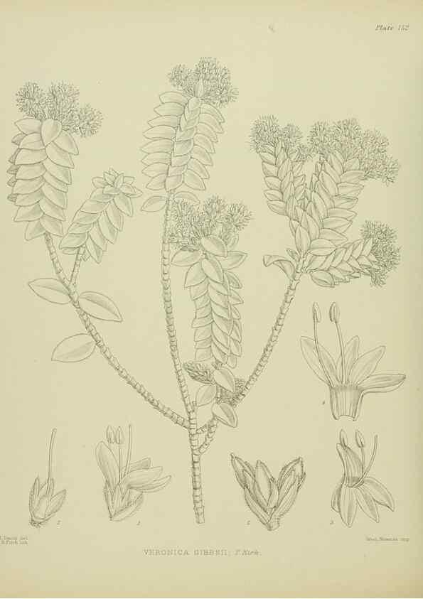 Reproducción/Reproduction 23921399976: Illustrations of the New Zealand flora /. Wellington :John Mackay, Govt. Printer,1914.