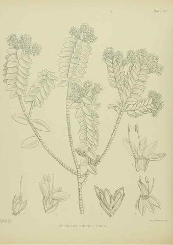 Reproducción/Reproduction 23921399976: Illustrations of the New Zealand flora /. Wellington :John Mackay, Govt. Printer,1914.