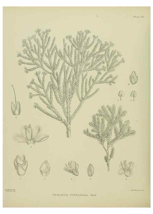 Reproducción/Reproduction 23947465095: Illustrations of the New Zealand flora /. Wellington :John Mackay, Govt. Printer,1914.