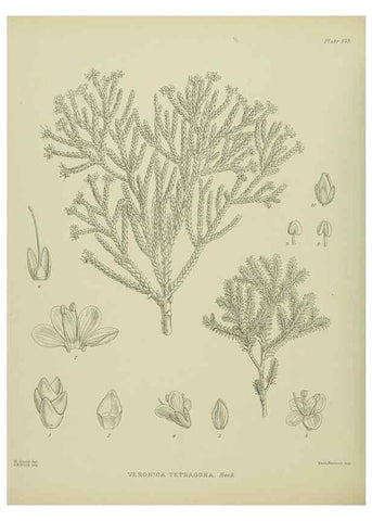 Reproducción/Reproduction 23947465095: Illustrations of the New Zealand flora /. Wellington :John Mackay, Govt. Printer,1914.