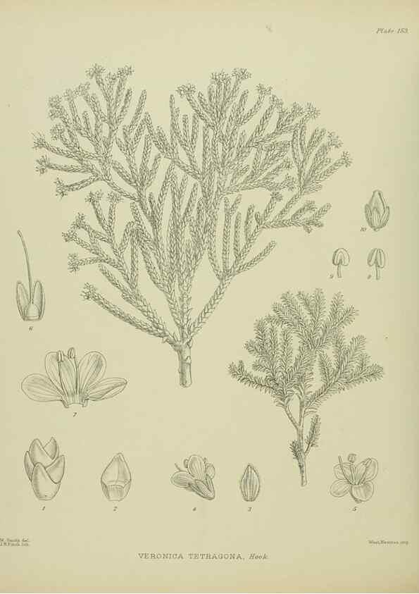 Reproducción/Reproduction 23947465095: Illustrations of the New Zealand flora /. Wellington :John Mackay, Govt. Printer,1914.