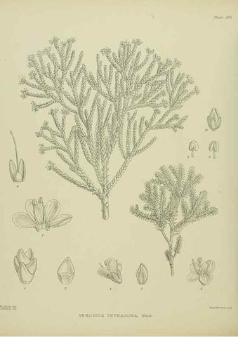 Reproducción/Reproduction 23947465095: Illustrations of the New Zealand flora /. Wellington :John Mackay, Govt. Printer,1914.
