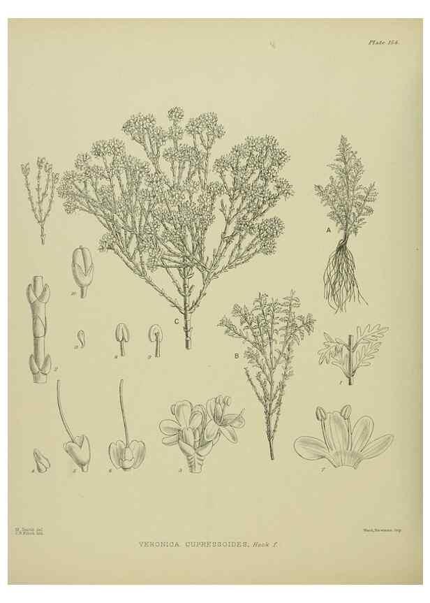 Reproducción/Reproduction 23320709983: Illustrations of the New Zealand flora /. Wellington :John Mackay, Govt. Printer,1914.