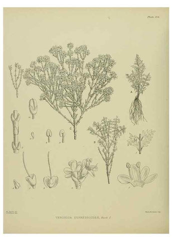 Reproducción/Reproduction 23320709983: Illustrations of the New Zealand flora /. Wellington :John Mackay, Govt. Printer,1914.