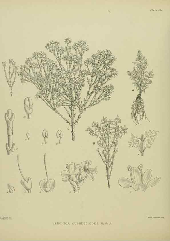 Reproducción/Reproduction 23320709983: Illustrations of the New Zealand flora /. Wellington :John Mackay, Govt. Printer,1914.