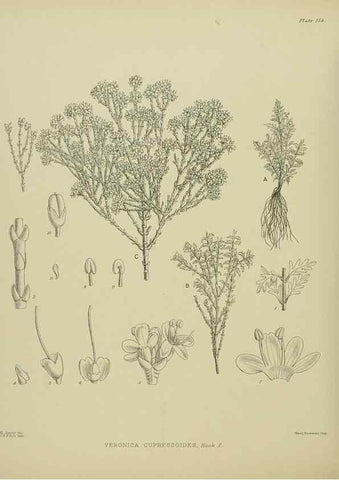 Reproducción/Reproduction 23320709983: Illustrations of the New Zealand flora /. Wellington :John Mackay, Govt. Printer,1914.