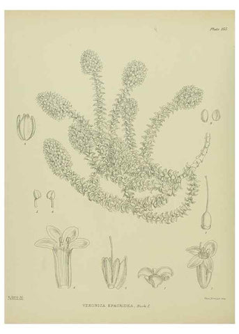 Reproducción/Reproduction 23947469725: Illustrations of the New Zealand flora /. Wellington :John Mackay, Govt. Printer,1914.