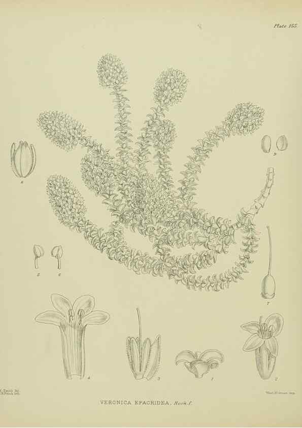 Reproducción/Reproduction 23947469725: Illustrations of the New Zealand flora /. Wellington :John Mackay, Govt. Printer,1914.