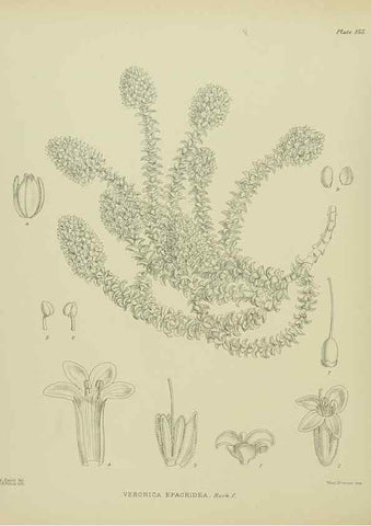 Reproducción/Reproduction 23947469725: Illustrations of the New Zealand flora /. Wellington :John Mackay, Govt. Printer,1914.