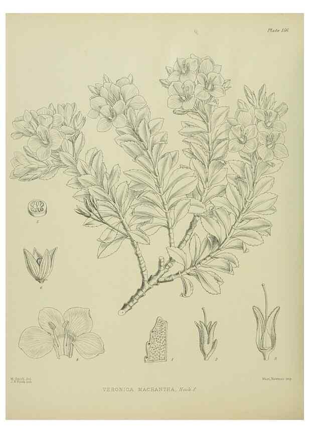 Reproducción/Reproduction 23651827890: Illustrations of the New Zealand flora /. Wellington :John Mackay, Govt. Printer,1914.