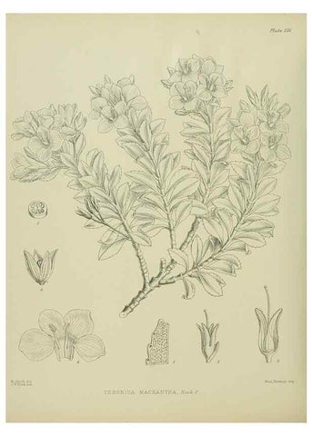 Reproducción/Reproduction 23651827890: Illustrations of the New Zealand flora /. Wellington :John Mackay, Govt. Printer,1914.
