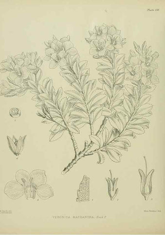 Reproducción/Reproduction 23651827890: Illustrations of the New Zealand flora /. Wellington :John Mackay, Govt. Printer,1914.