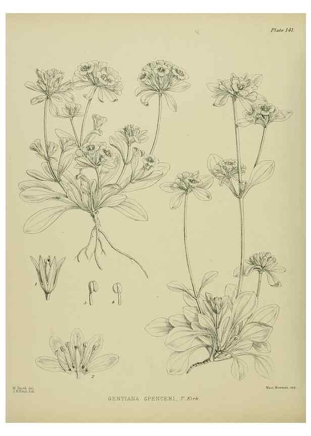Reproducción/Reproduction 23864943511: Illustrations of the New Zealand flora /. Wellington :John Mackay, Govt. Printer,1914.