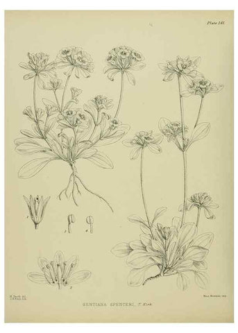 Reproducción/Reproduction 23864943511: Illustrations of the New Zealand flora /. Wellington :John Mackay, Govt. Printer,1914.