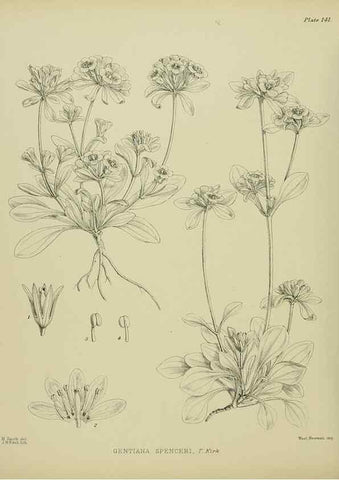 Reproducción/Reproduction 23864943511: Illustrations of the New Zealand flora /. Wellington :John Mackay, Govt. Printer,1914.