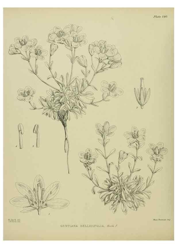 Reproducción/Reproduction 23320672253: Illustrations of the New Zealand flora /. Wellington :John Mackay, Govt. Printer,1914.