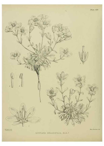 Reproducción/Reproduction 23320672253: Illustrations of the New Zealand flora /. Wellington :John Mackay, Govt. Printer,1914.