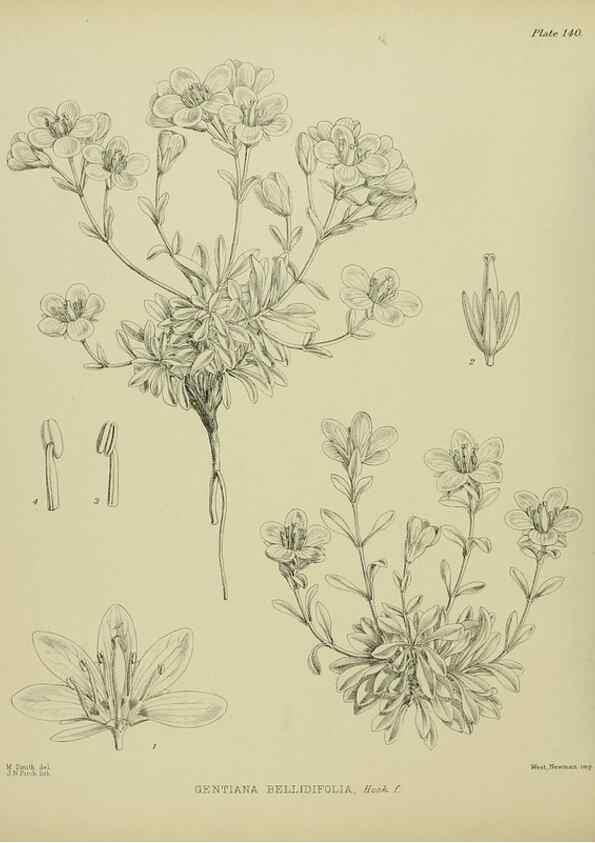 Reproducción/Reproduction 23320672253: Illustrations of the New Zealand flora /. Wellington :John Mackay, Govt. Printer,1914.