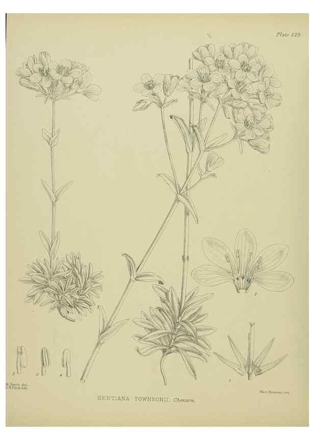 Reproducción/Reproduction 23651782920: Illustrations of the New Zealand flora /. Wellington :John Mackay, Govt. Printer,1914.