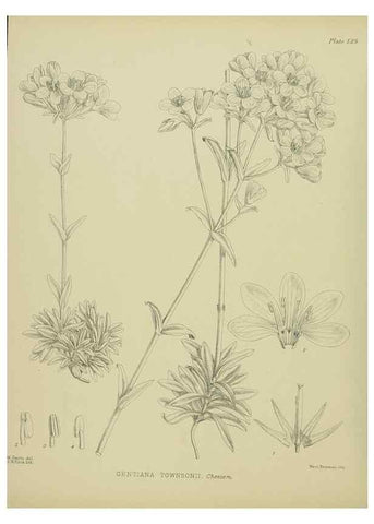 Reproducción/Reproduction 23651782920: Illustrations of the New Zealand flora /. Wellington :John Mackay, Govt. Printer,1914.