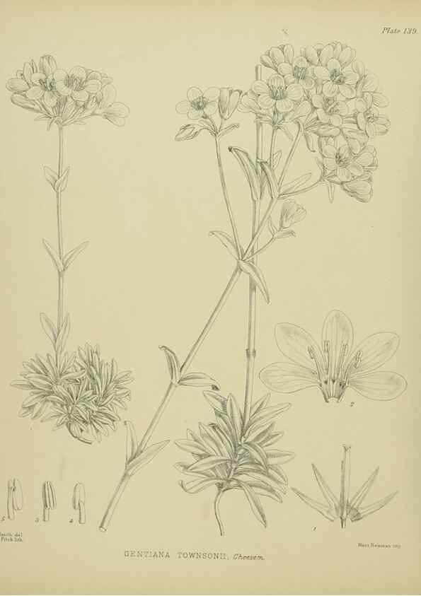 Reproducción/Reproduction 23651782920: Illustrations of the New Zealand flora /. Wellington :John Mackay, Govt. Printer,1914.