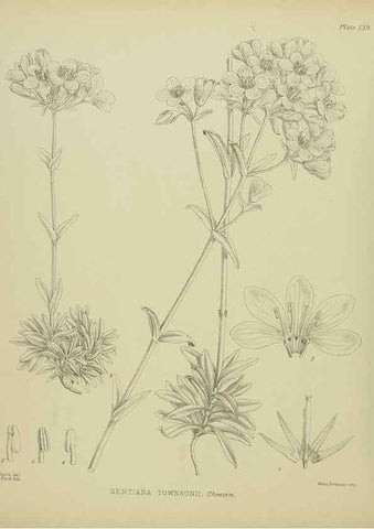Reproducción/Reproduction 23651782920: Illustrations of the New Zealand flora /. Wellington :John Mackay, Govt. Printer,1914.