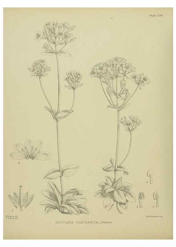 Reproducción/Reproduction 23921361266: Illustrations of the New Zealand flora /. Wellington :John Mackay, Govt. Printer,1914.