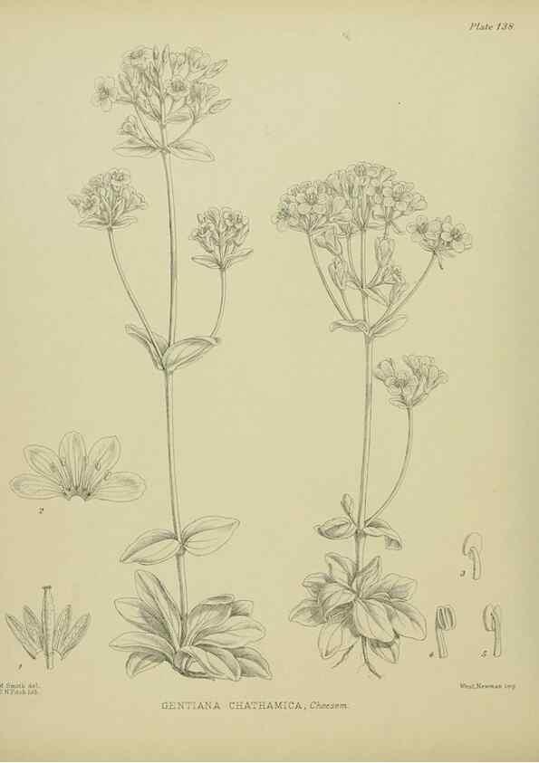 Reproducción/Reproduction 23921361266: Illustrations of the New Zealand flora /. Wellington :John Mackay, Govt. Printer,1914.