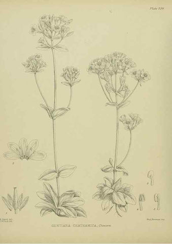 Reproducción/Reproduction 23921361266: Illustrations of the New Zealand flora /. Wellington :John Mackay, Govt. Printer,1914.