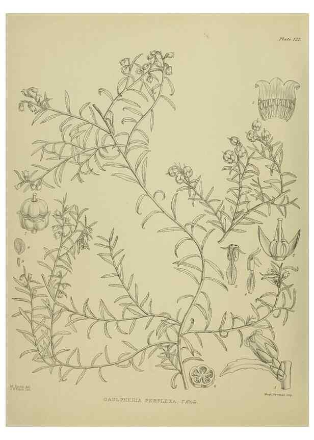 Reproducción/Reproduction 23864892081: Illustrations of the New Zealand flora /. Wellington :John Mackay, Govt. Printer,1914.