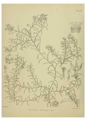 Reproducción/Reproduction 23864892081: Illustrations of the New Zealand flora /. Wellington :John Mackay, Govt. Printer,1914.