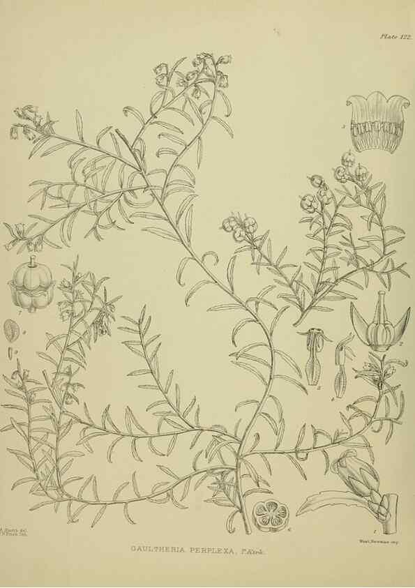 Reproducción/Reproduction 23864892081: Illustrations of the New Zealand flora /. Wellington :John Mackay, Govt. Printer,1914.
