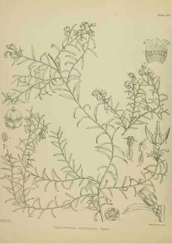 Reproducción/Reproduction 23864892081: Illustrations of the New Zealand flora /. Wellington :John Mackay, Govt. Printer,1914.