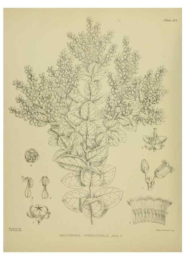 Reproducción/Reproduction 23839144312: Illustrations of the New Zealand flora /. Wellington :John Mackay, Govt. Printer,1914.