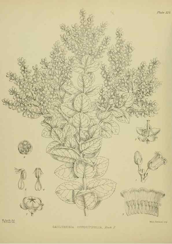 Reproducción/Reproduction 23839144312: Illustrations of the New Zealand flora /. Wellington :John Mackay, Govt. Printer,1914.