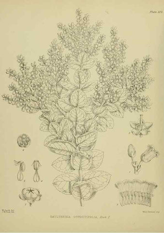 Reproducción/Reproduction 23839144312: Illustrations of the New Zealand flora /. Wellington :John Mackay, Govt. Printer,1914.
