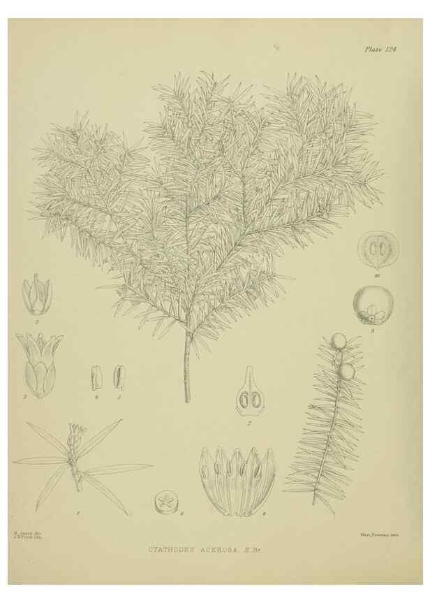 Reproducción/Reproduction 23864897361: Illustrations of the New Zealand flora /. Wellington :John Mackay, Govt. Printer,1914.