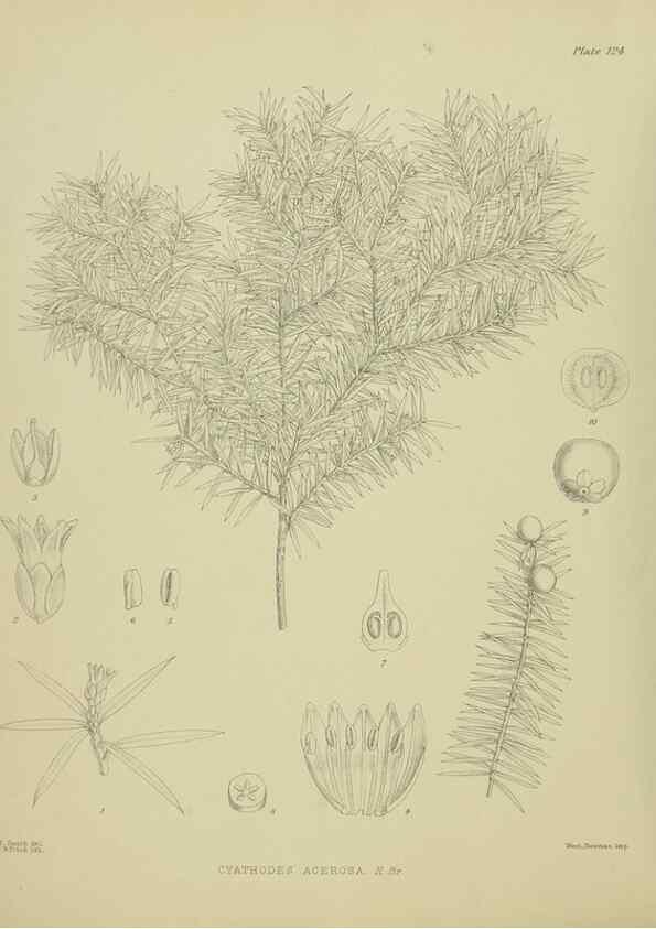 Reproducción/Reproduction 23864897361: Illustrations of the New Zealand flora /. Wellington :John Mackay, Govt. Printer,1914.
