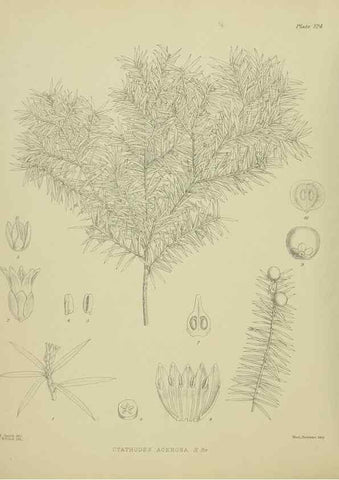 Reproducción/Reproduction 23864897361: Illustrations of the New Zealand flora /. Wellington :John Mackay, Govt. Printer,1914.