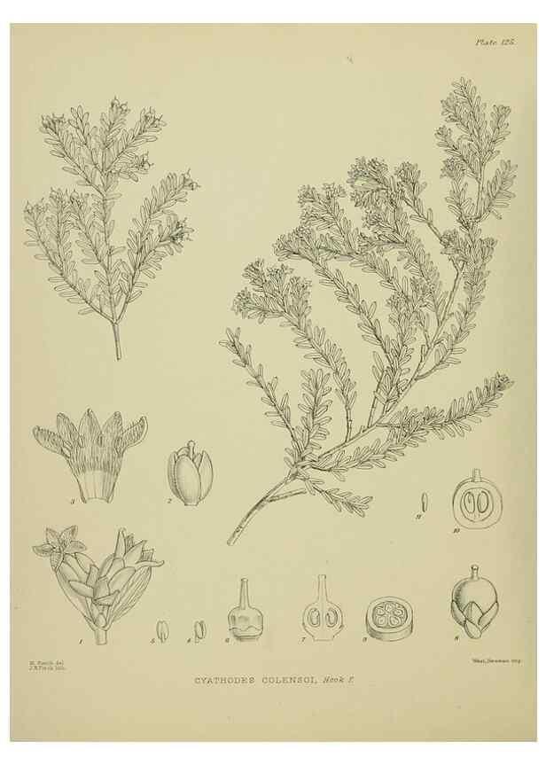 Reproducción/Reproduction 23320632973: Illustrations of the New Zealand flora /. Wellington :John Mackay, Govt. Printer,1914.