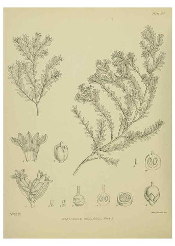 Reproducción/Reproduction 23320632973: Illustrations of the New Zealand flora /. Wellington :John Mackay, Govt. Printer,1914.