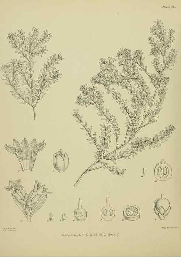 Reproducción/Reproduction 23320632973: Illustrations of the New Zealand flora /. Wellington :John Mackay, Govt. Printer,1914.