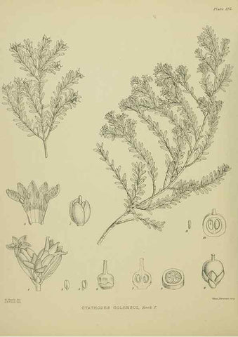 Reproducción/Reproduction 23320632973: Illustrations of the New Zealand flora /. Wellington :John Mackay, Govt. Printer,1914.